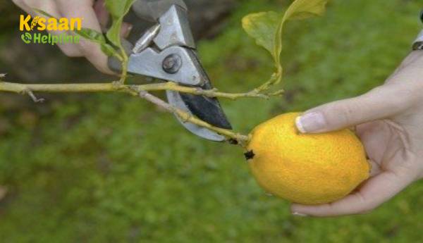 लेमन ट्री प्रूनिंग(छंटाई), लेमन ट्री को प्रून करने का सबसे अच्छा समय कब है?